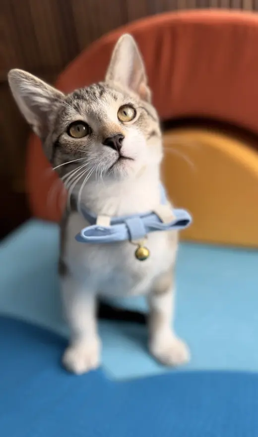 Fuzz