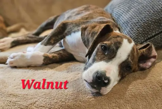 WALNUT - NUT LITTER