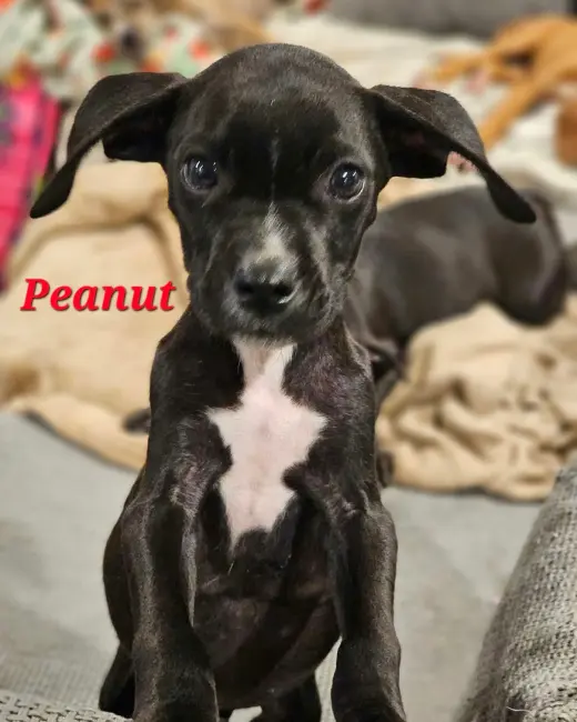 PEANUT - NUT LITTER