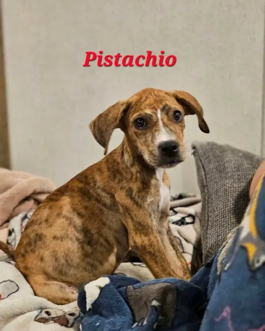 PISTACHO - NUT LITTER