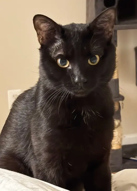 Mojo