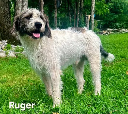 RUGER