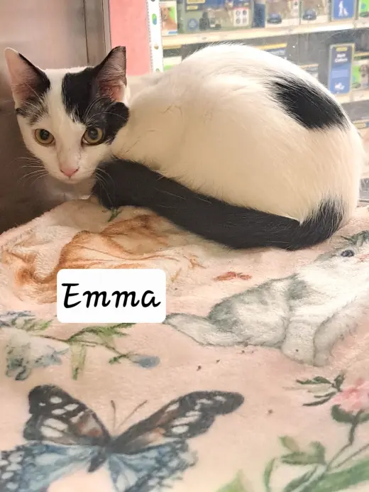 Emma (FCID# 07/23/2026 - 16 Brandywine PS)