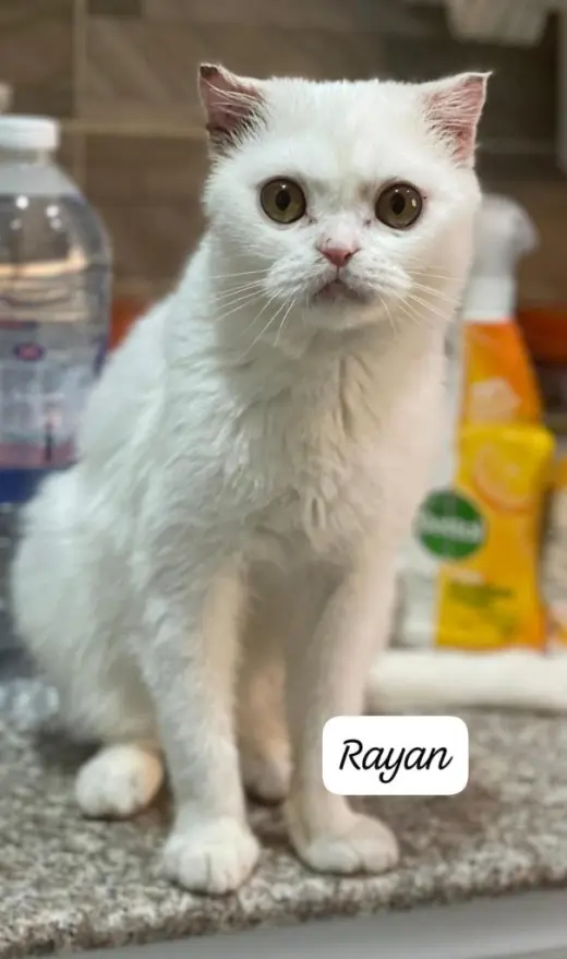 Rayan