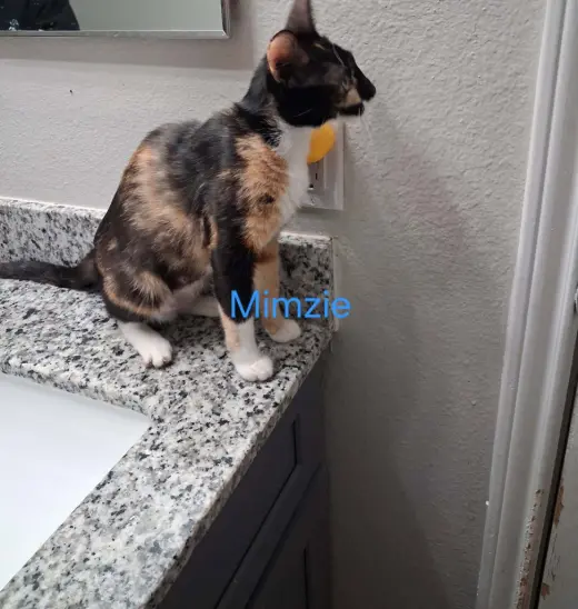 Mimsy