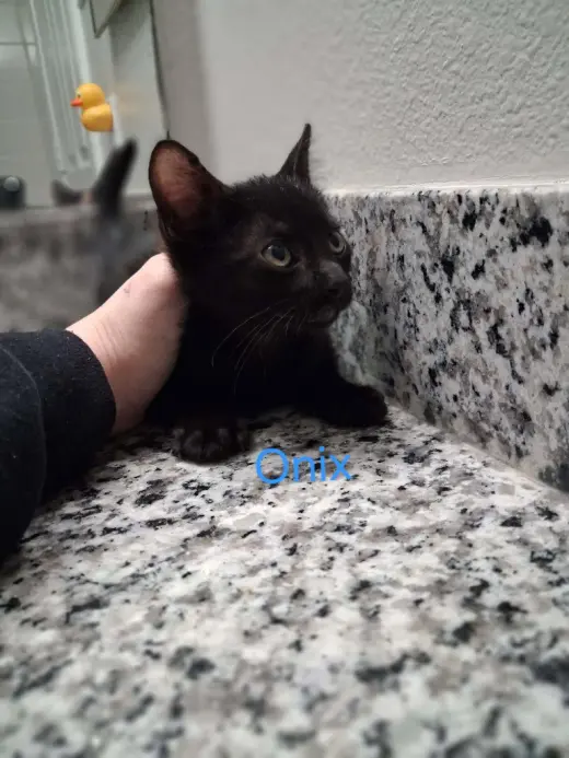 Onyx