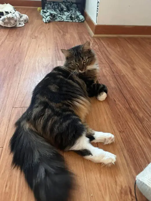 Marie (bonded with Toulouse and Berlioz)