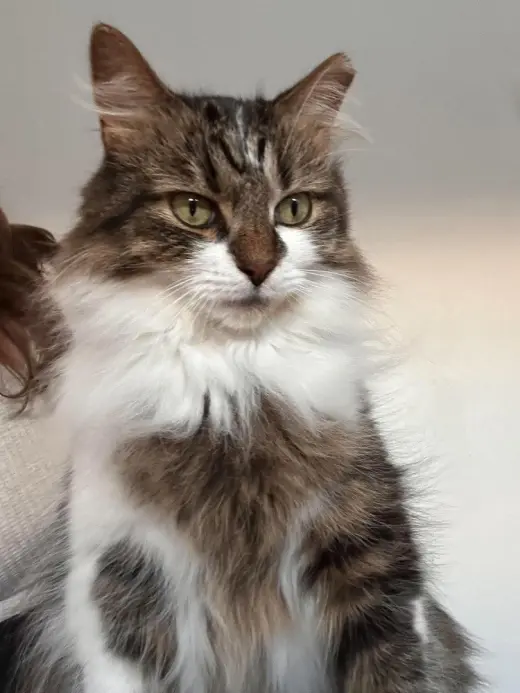 Toulouse (Bonded with Marie and Berlioz)