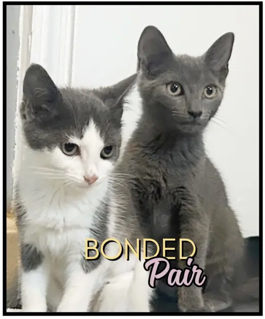 Joey
