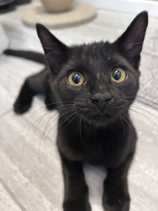 Darius