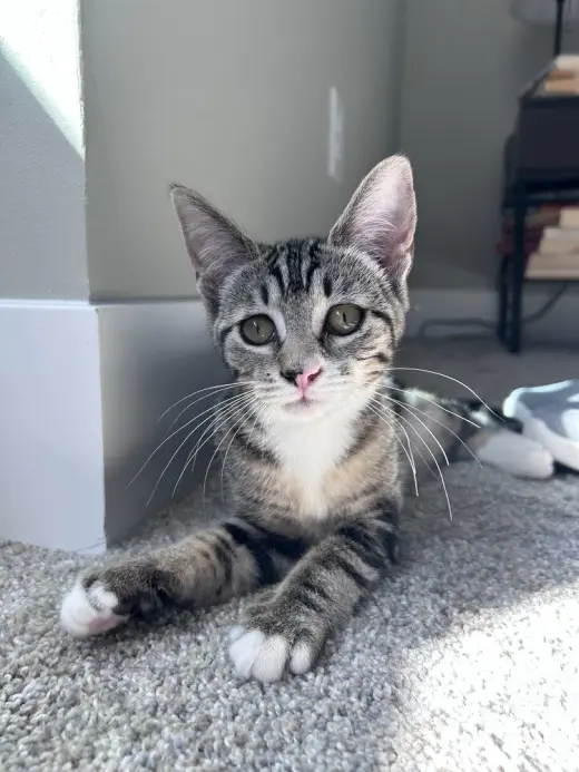 Clarissa