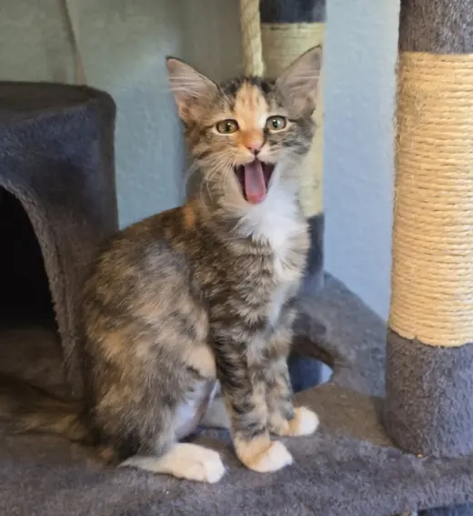 Higglebee