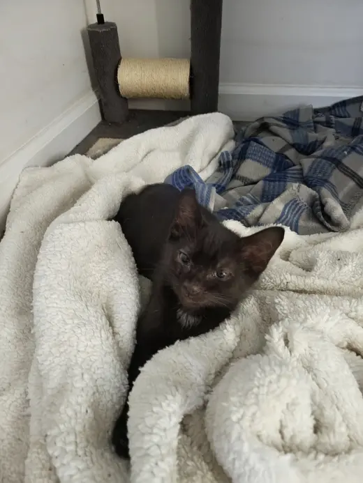 Trevor