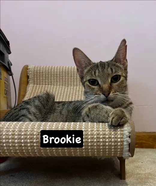 Brookie