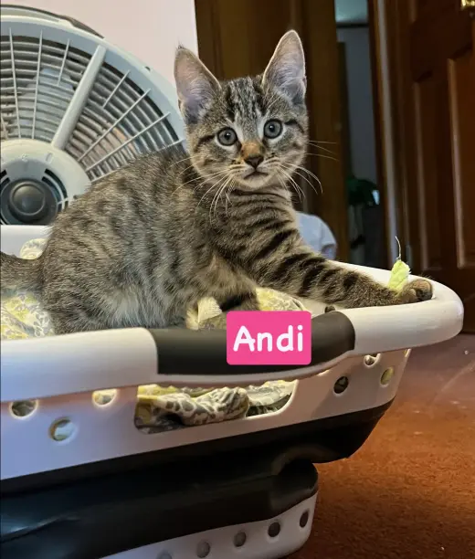 Andi