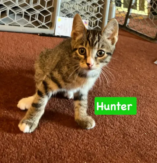 Hunter