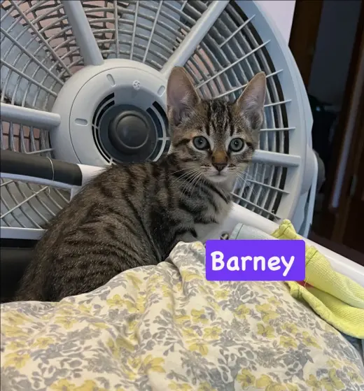 Barney