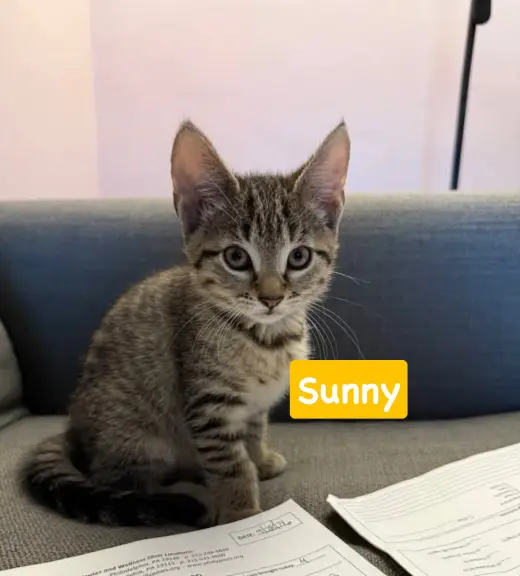 Sunny
