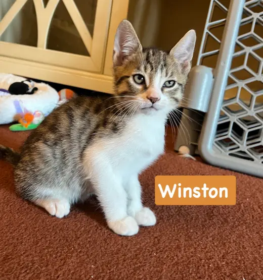 Winston