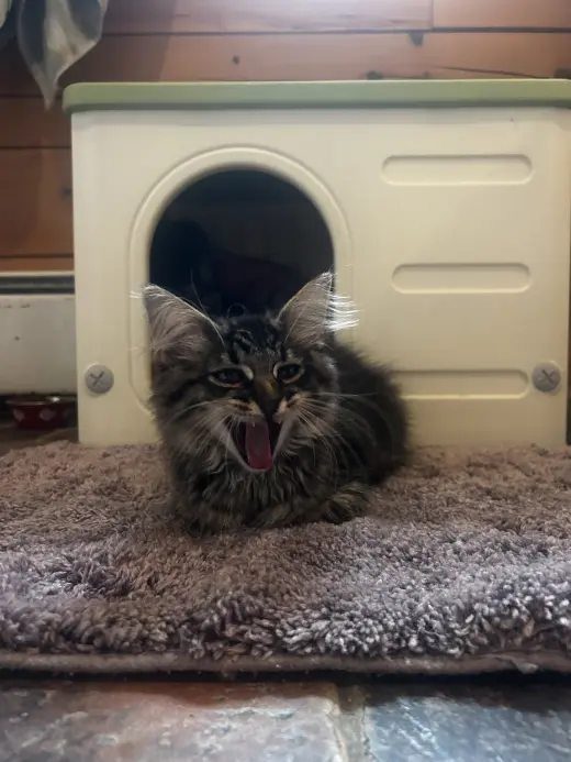 Purrston McBaker