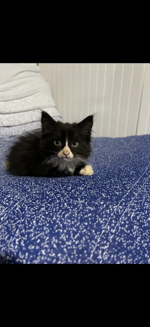 Tux