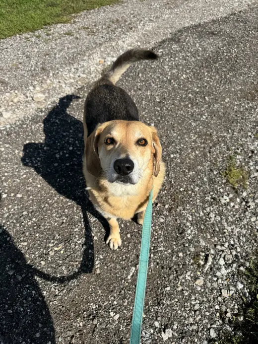 Hunter (Bonded with Jack)