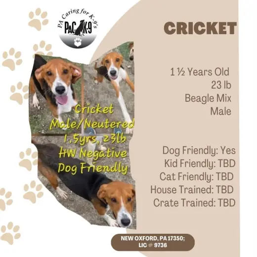Cricket