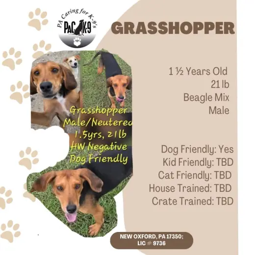 Grasshopper