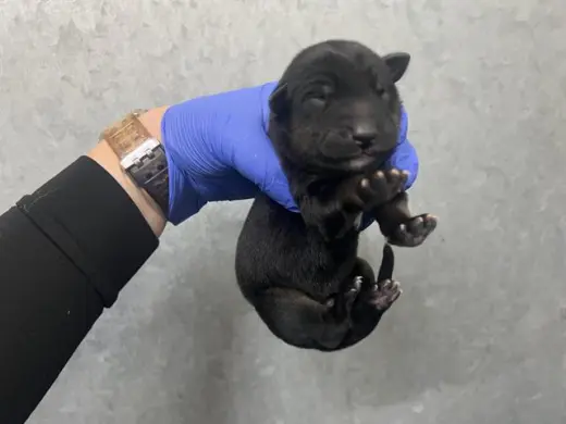 (NURSING,RESCUE ONLY)
