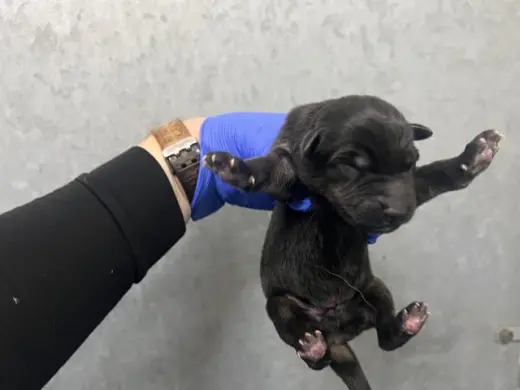 (NURSING,RESCUE ONLY)