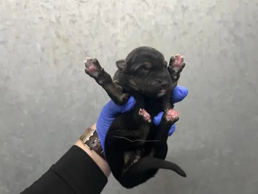 (NURSING,RESCUE ONLY)