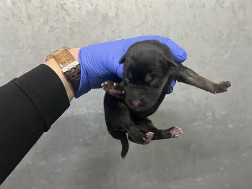 (NURSING,RESCUE ONLY)