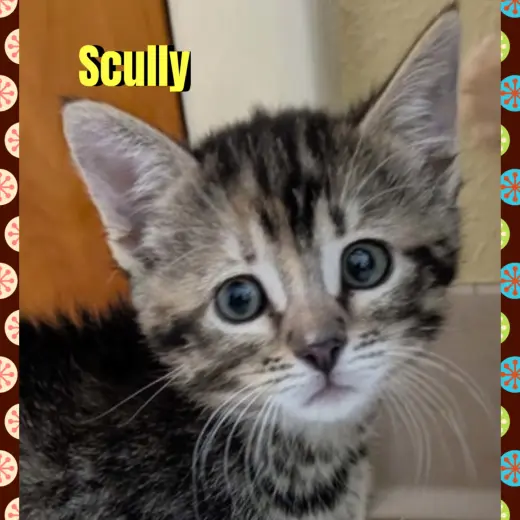 Scully