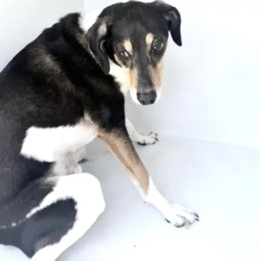 DAKOTA