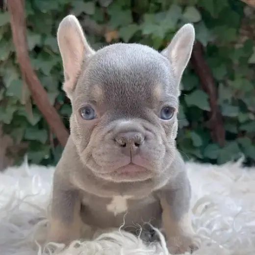 French bulldog and Pomeranian
