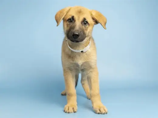 COSMO