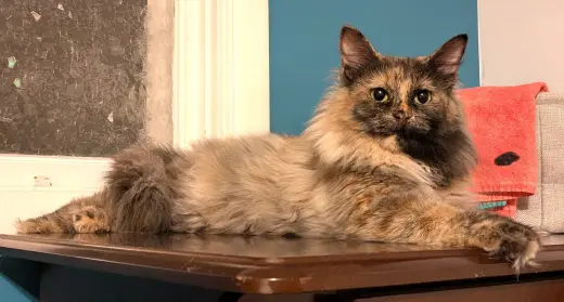 KITTY MOOMIE