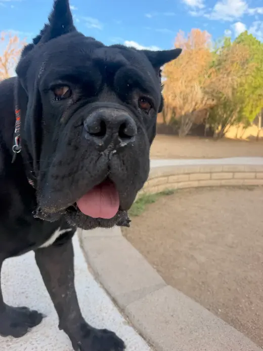 Meatball