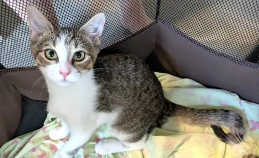 KITTEN SPARROW