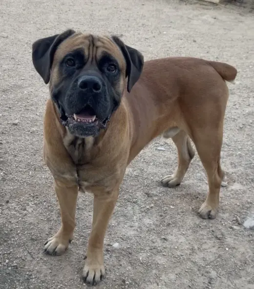 Bruce 2