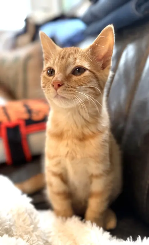 KITTEN SONNY