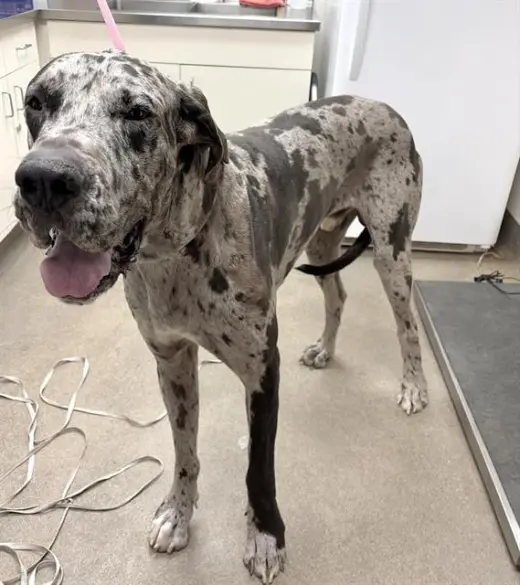 LIONEL (RESCUE ONLY)