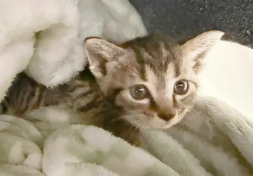 SMOKIE