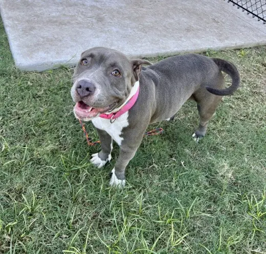 BELLA