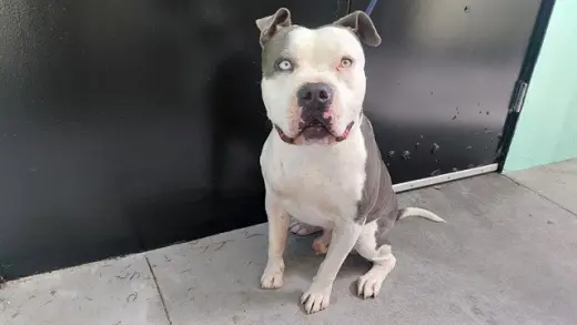 DUKE