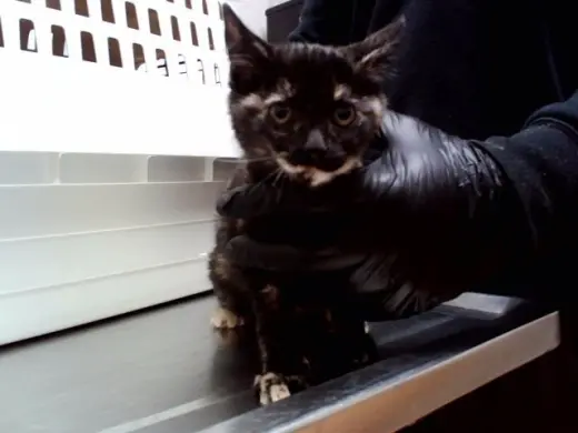 SALEM