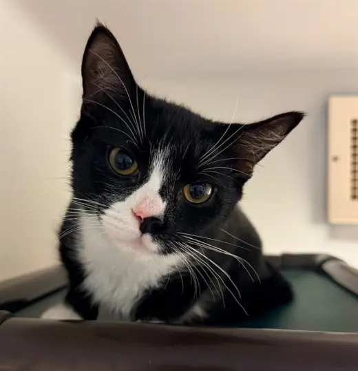 MITTENS