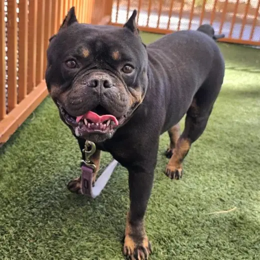*BUBBA LOU