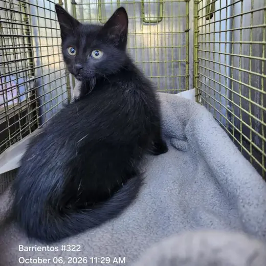 SALEM