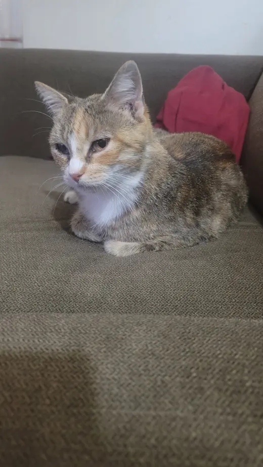 Kanga (FIV+) (foster cat)